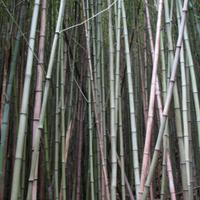 Les bambous de Nouvelle-Calédonie Source : fixeo.nc